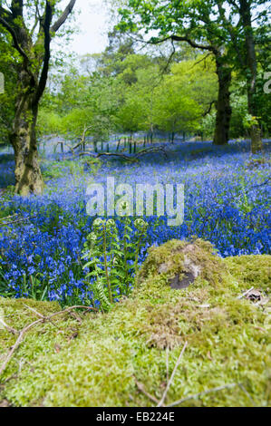 Glockenblumen (Hycinthoides non-Scripta) in voller Blüte in einem Wald, Cumbria, UK Stockfoto