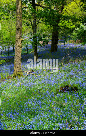 Glockenblumen (Hycinthoides non-Scripta) in voller Blüte in einem Wald, Cumbria, UK Stockfoto