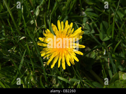 Löwenzahn Blüte nah oben, England Stockfoto