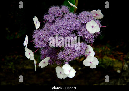 Weiße und violette Blumen von Hydrangea Macrophylla Normalis Stockfoto