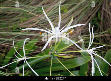 weiße Spinne Lilie wächst Hymenocallis tropischen Riese in Elyunque Rainfroest, Puerto Rico. Stockfoto