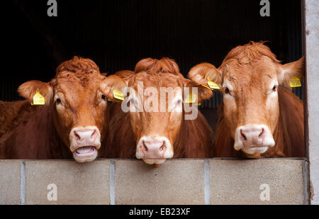 Limousin-Mutterkühe mit Blick auf eine Wand, Yorkshire, Großbritannien Stockfoto