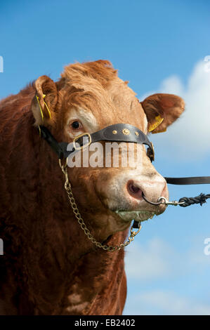 Limousin-Stier auf einem Halfter, Yorkshire, Großbritannien Stockfoto