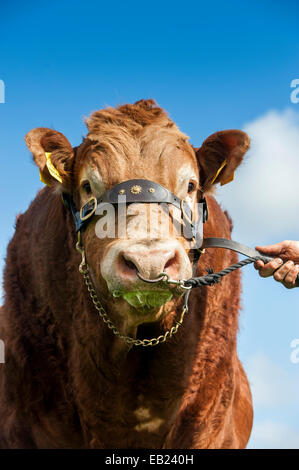 Limousin-Stier auf einem Halfter, Yorkshire, Großbritannien Stockfoto