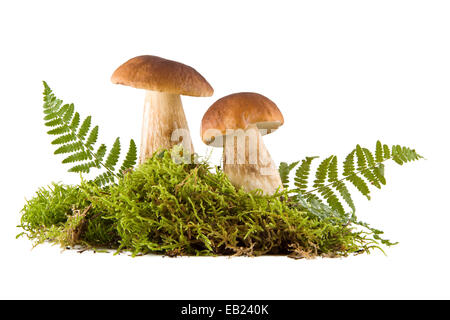 Zwei frische Steinpilze in ein grünes Moos isoliert auf weiss Stockfoto