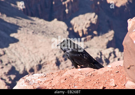 Eine Krähe saß auf einem Felsen am Grand Canyon West Rim Stockfoto