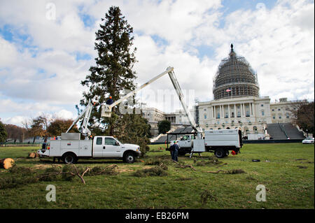 Eine weiße Fichte von Chippewa National Forest in Minnesota ist rastet auf dem West-Rasen von dem US Capitol positioniert, wo es den Congressional Weihnachtsbaum 24. November 2014 in Washington, DC werden.   Nachdem es gesichert wird der Baum mit Tausenden von Ornamenten, handgefertigt von Kindern aus Minnesota dekoriert werden. Stockfoto