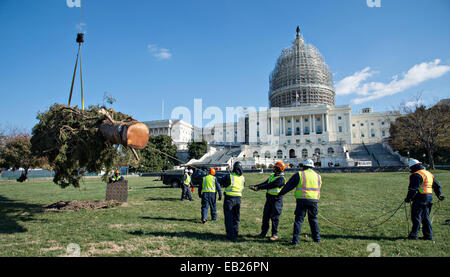 Eine weiße Fichte von Chippewa National Forest in Minnesota ist rastet auf dem West-Rasen von dem US Capitol positioniert, wo es den Congressional Weihnachtsbaum 24. November 2014 in Washington, DC werden.   Nachdem es gesichert wird der Baum mit Tausenden von Ornamenten, handgefertigt von Kindern aus Minnesota dekoriert werden. Stockfoto