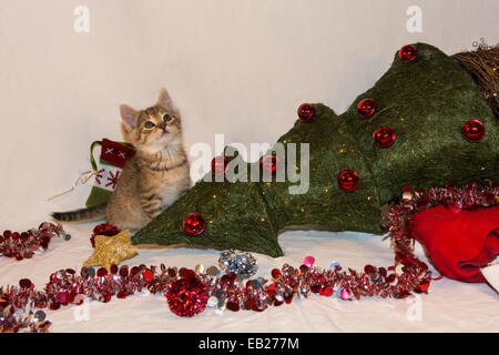 Kätzchen zerstört Weihnachten Stockfoto