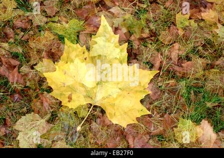 Blatt der Platane Stockfoto