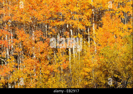 Eine Hintergrundbeleuchtung Aspen Grove anzeigen brillante gelb markieren die Ankunft des Herbstes in den Sierra Nevada Bergen. Stockfoto