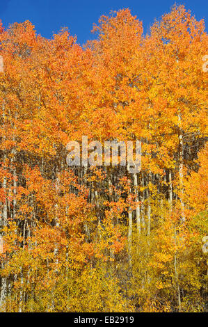 Ein Aspen Grove anzeigen brillante gelb markieren die Ankunft des Herbstes in den Sierra Nevada Bergen. Stockfoto