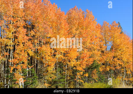 Ein Aspen Grove anzeigen brillante gelb markieren die Ankunft des Herbstes in den Sierra Nevada Bergen. Stockfoto