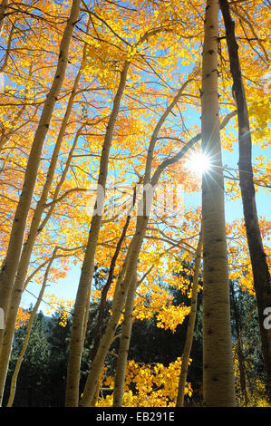 Ein Cluster von schimmernden gelb Aspen markieren die Ankunft des Herbstes in den Sierra Nevada Bergen. Stockfoto