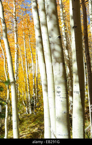 Eine Nahaufnahme von weißen Stämme der schimmernden gelb Aspen in den Sierra Nevada Bergen. Stockfoto