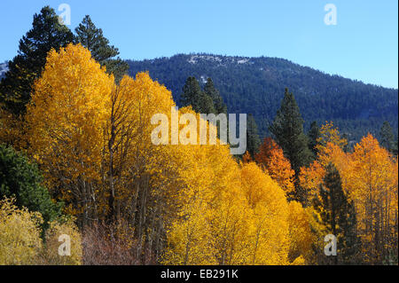 Ein Aspen Grove anzeigen brillante gelb markieren die Ankunft des Herbstes in den Sierra Nevada Bergen. Stockfoto