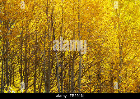 Eine Hintergrundbeleuchtung Aspen Grove anzeigen brillante gelb markieren die Ankunft des Herbstes in den Sierra Nevada Bergen. Stockfoto