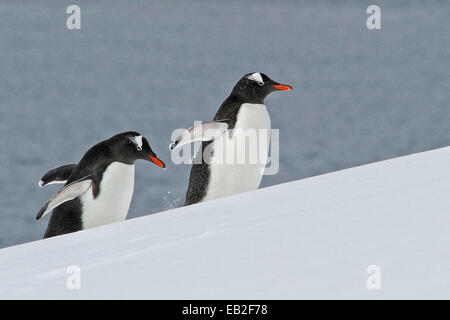 Gentoo Penguins, Pygoscelis Papua, Klettern einen schneebedeckten Hügel auf den Aitcho Inseln, eine Gruppe von Inseln am nördlichen Eingang der Englisch-Straße. Stockfoto