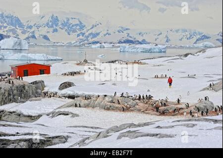 Öko-Touristen besuchen eine Adelie Penguin, Pygoscelis Adeliae Rookery auf der Antarktis Petermann Island. Stockfoto