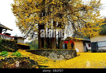 Xuan'en, der chinesischen Provinz Hubei. 25. November 2014. Touristen wandern inmitten von Gingko Blätter neben einem alten Ginkgo-Baum in Maobatang Dorf von Xuan'en County, Zentral-China Hubei Provinz, 25. November 2014. Die alten Ginkgo-Baum, die mehr als 1.500 Jahre alt ist, ist über 30 Meter hoch mit einem Umfang von 18 Metern. Bildnachweis: Song Wen/Xinhua/Alamy Live-Nachrichten Stockfoto