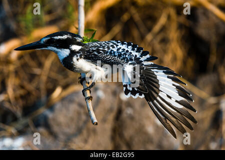 Ein Pied Kingfisher erstreckt sich seine Flügel und primäre Flug-Federn. Stockfoto