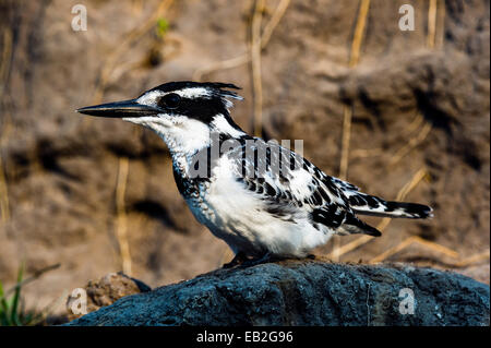 Ein Pied Kingfisher ruht auf einer erodierten Flussufer in einem Feuchtgebiet. Stockfoto