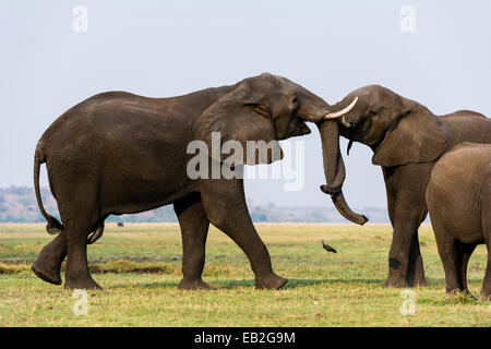 Ein paar der afrikanischen Elefanten verwenden Stärke auf einer Aue kämpfen. Stockfoto