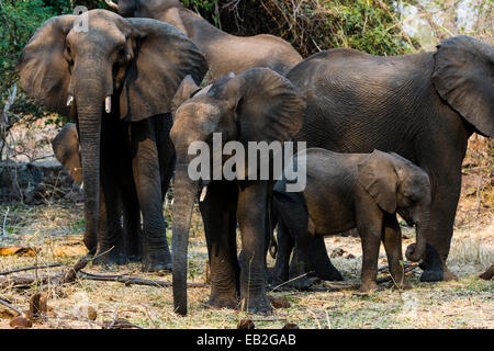 Eine Herde von afrikanischen Elefanten und ein Kalb ruhen im Schatten eines Baumes. Stockfoto