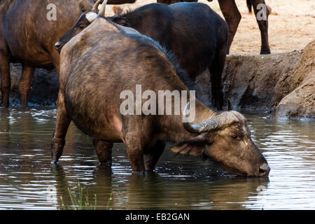 Kaffernbüffel trinken aus einem schwindenden Trockenzeit Wasserloch. Stockfoto