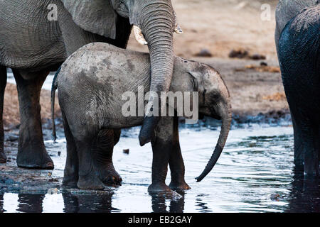 Eine afrikanische Elefanten Rüssel Mutter streichelt ihr Kalb an einer Wasserstelle. Stockfoto