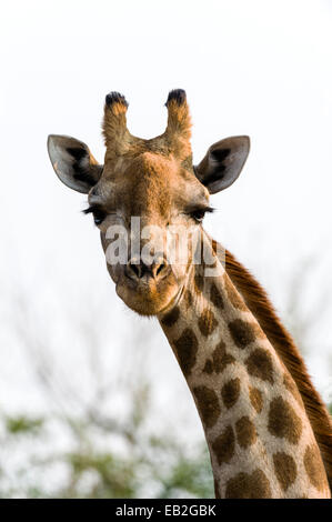 Porträt eines südlichen retikuliert Giraffe Kopf mit büscheligen Hörner und prehensile Lippen. Stockfoto