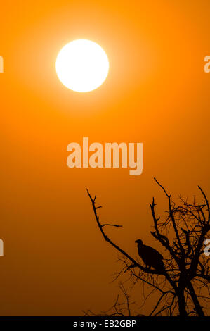 Ein Weißrückenspecht Geier Silhouette Schlafplatz in einem toten Baum bei Sonnenuntergang. Stockfoto