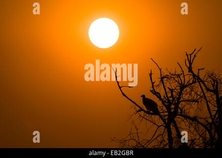 Ein Weißrückenspecht Geier Silhouette Schlafplatz in einem toten Baum bei Sonnenuntergang. Stockfoto