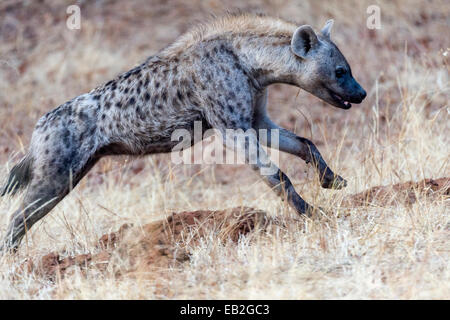 Ein Spotted Hyäne läuft durch den Wald in der trockenen Jahreszeit. Stockfoto