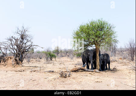 Afrikanische Elefanten Schutz vor der sengenden Sonne unter einem Bäume Schatten. Stockfoto