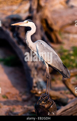 Eine elegante necked lang-Graureiher Schlafplatz von einem Feuchtgebiet bei Sonnenuntergang. Stockfoto