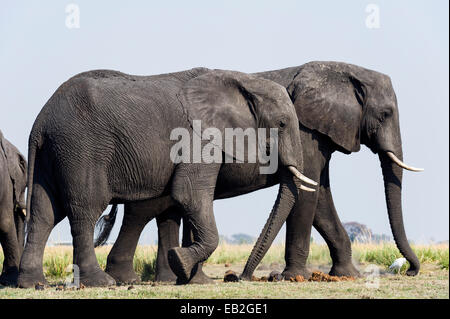 Ein paar der afrikanischen Elefanten migrieren auf einer trockenen Jahreszeit Aue. Stockfoto