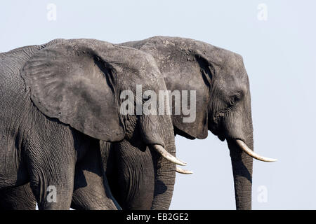 Ein paar der afrikanischen Elefanten migrieren auf einer trockenen Jahreszeit Aue. Stockfoto