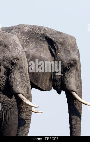 Ein paar der afrikanischen Elefanten migrieren auf einer trockenen Jahreszeit Aue. Stockfoto