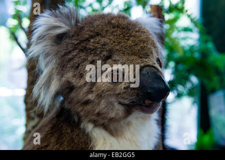 Kopf und flauschigen Pelz ein Präparatoren Koala in einem Zoo Klassenzimmer für Kinder. Stockfoto