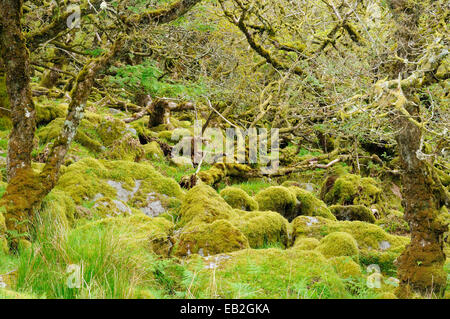 Moos bedeckt Granit Findlinge & Eichen mit epiphytischen Moosen, Flechten und Farne Wistman Holz, Dartmoor, Devon Stockfoto