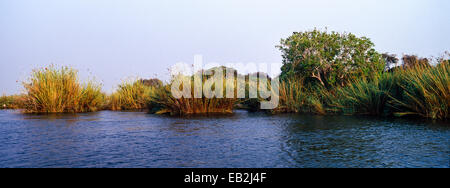 Großen Papyrus Grasbüscheln säumen die Ufer eines weiten afrikanischen Flusses im Morgengrauen. Stockfoto