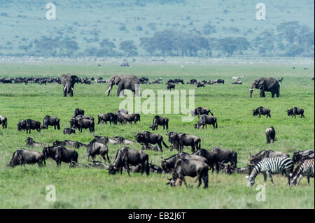 Afrikanische Elefanten, Zebras und Gnus grasen auf saftigen Gräsern in einem Vulkan Caldera. Stockfoto
