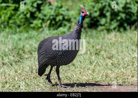 Bunten blauen Gesicht und gefleckte Gefieder behelmter Perlhühner. Stockfoto