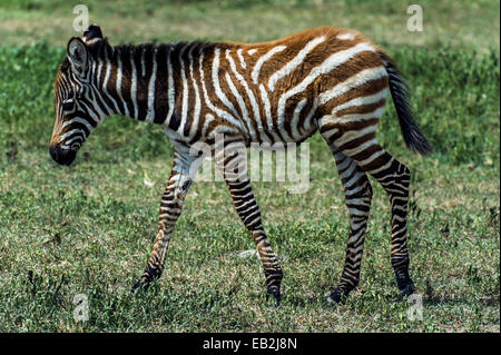 Das flauschige rot-braunen Fell auf der Haut eine junge Burchell-Zebra-Fohlen. Stockfoto