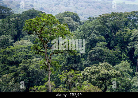 Dichten immergrünen Wäldern und Highland Bäume bedecken die steilen Hänge der Krater eines Vulkans. Stockfoto