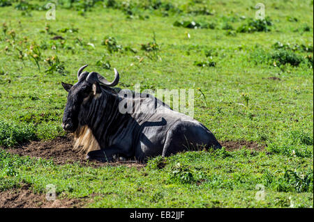 Ein Streifengnu ruht auf der kurzen Grasebenen der Savanne. Stockfoto