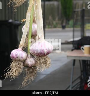 Geflecht aus Knoblauch hing von den Stielen, trocken Stockfoto