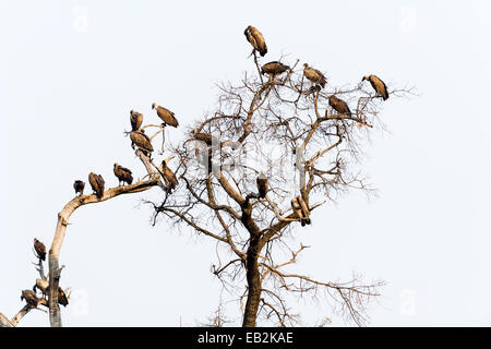 Ein Ausschuss der Weißrückenspecht Geier Schlafplatz in einem toten Baum. Stockfoto