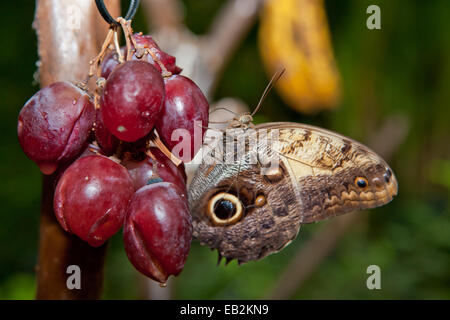 Nahaufnahme eines schönen tropischen Eule Schmetterlinges, Caligo Memnon, thront über der roten Traube Stockfoto